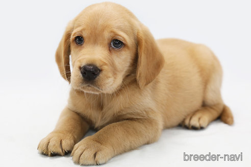 成約済の神奈川県のミックス犬-318615